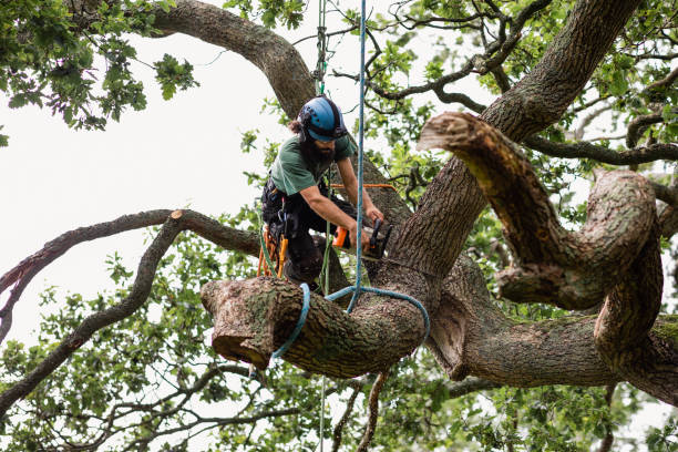 Best Tree Disease Treatment  in Flordell Hills, MO